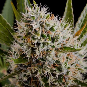 Lithium OG Kush marijuana seeds